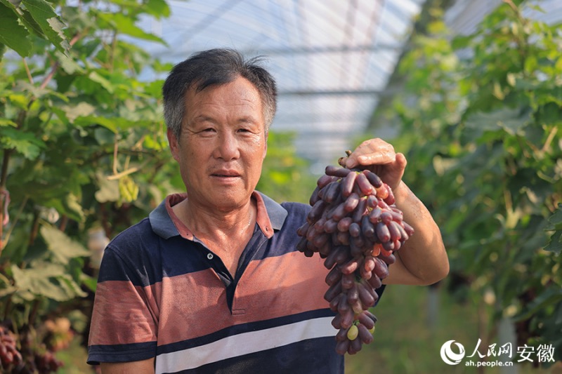 Anhui : le ? village du raisin ? à Huaibei entre dans la saison des vendanges