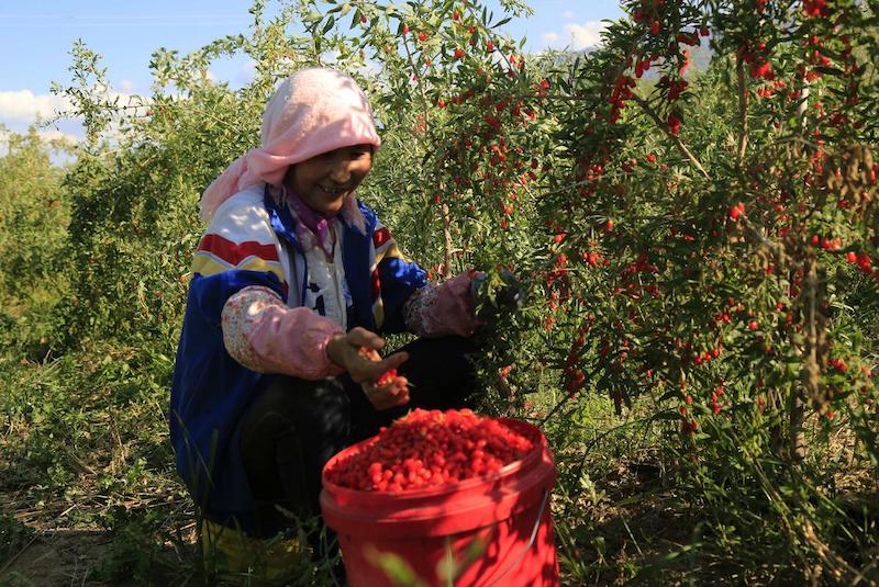 Gansu : la récolte abondante de goji à Zhangye