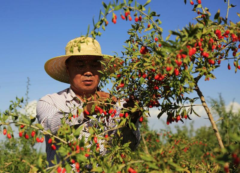 Gansu : la récolte abondante de goji à Zhangye