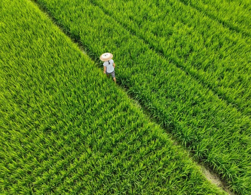 Un aper?u de l'agriculture d'automne en Chine