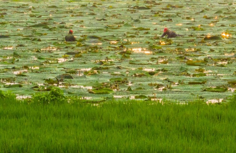 Un aper?u de l'agriculture d'automne en Chine