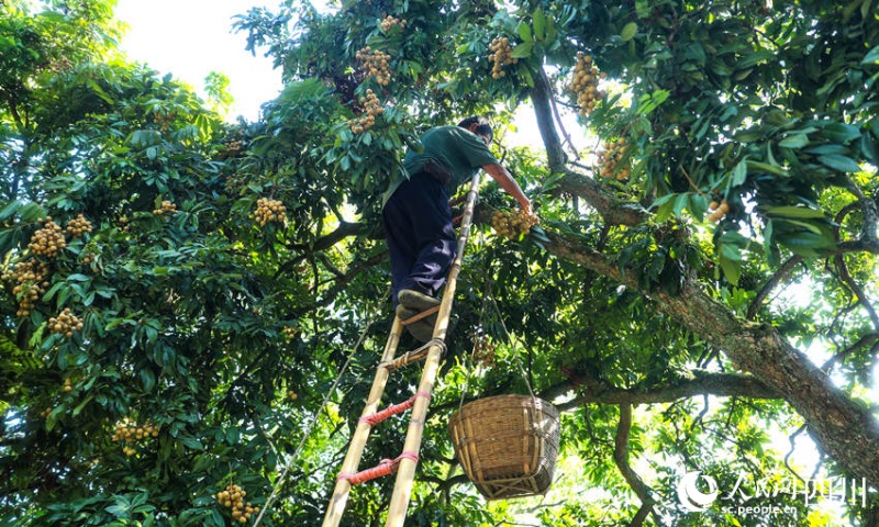 Sichuan : une riche récolte de longanes s'annonce pour les fruiticulteurs de Luzhou