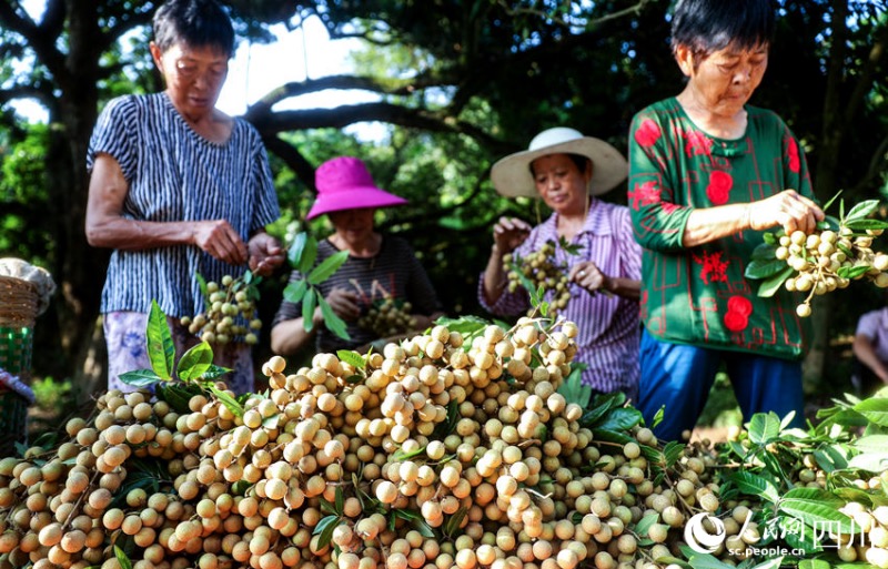 Sichuan : une riche récolte de longanes s'annonce pour les fruiticulteurs de Luzhou