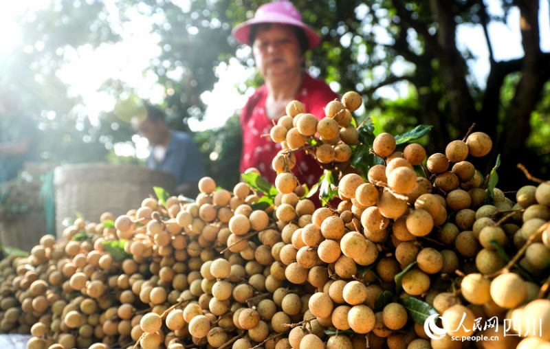 Sichuan : une riche récolte de longanes s'annonce pour les fruiticulteurs de Luzhou