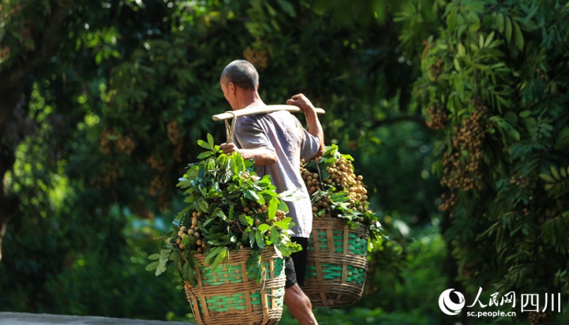 Sichuan : une riche récolte de longanes s'annonce pour les fruiticulteurs de Luzhou