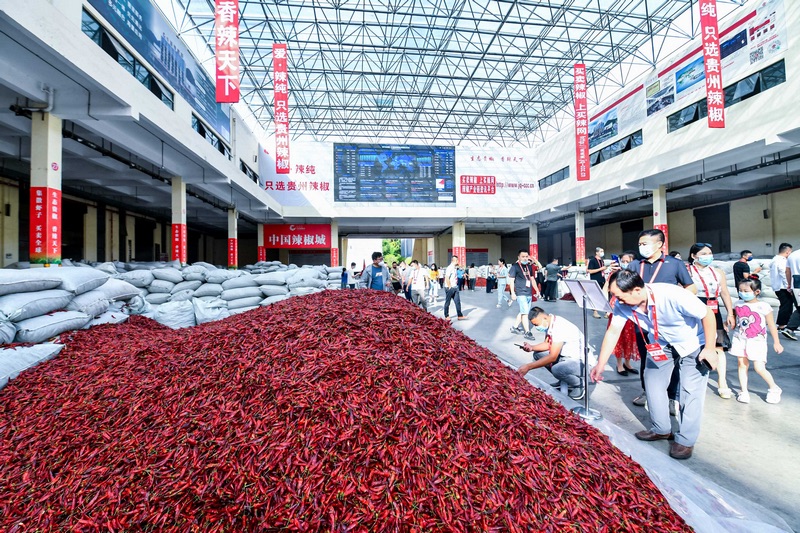 Guizhou : l'industrie prospère du piment rouge