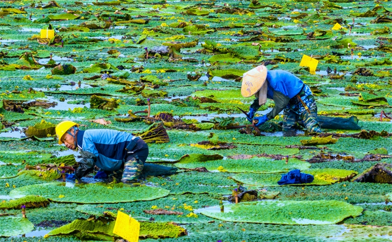 L'industrie des graines de nénuphar épineux est florissante au Jiangsu