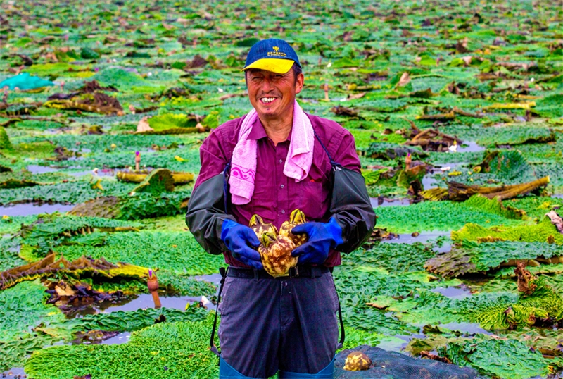 L'industrie des graines de nénuphar épineux est florissante au Jiangsu