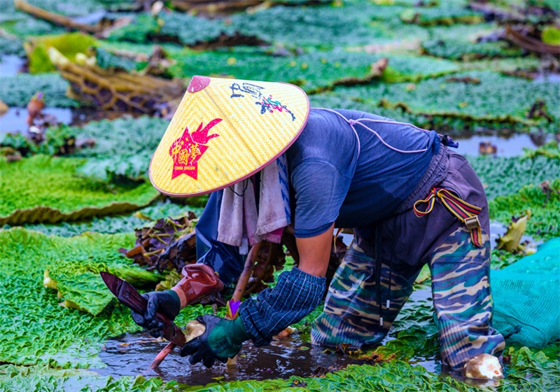 L'industrie des graines de nénuphar épineux est florissante au Jiangsu