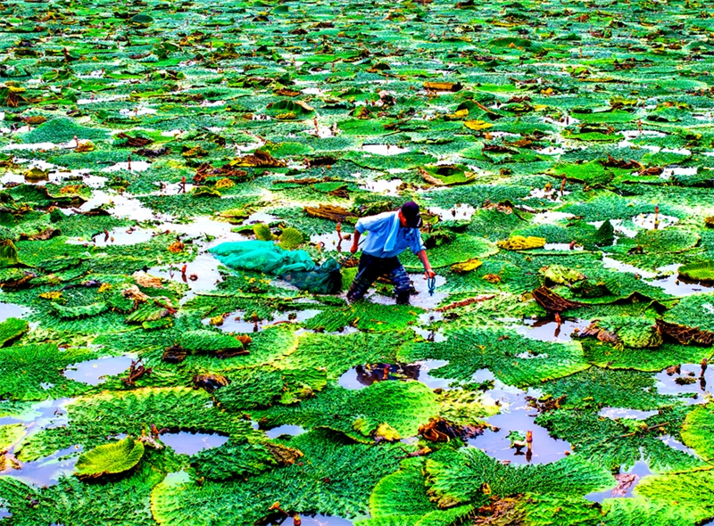 L'industrie des graines de nénuphar épineux est florissante au Jiangsu