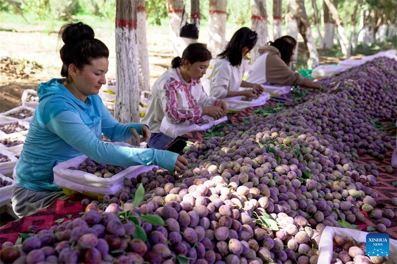 L'industrie de la prune est en plein essor au Xinjiang