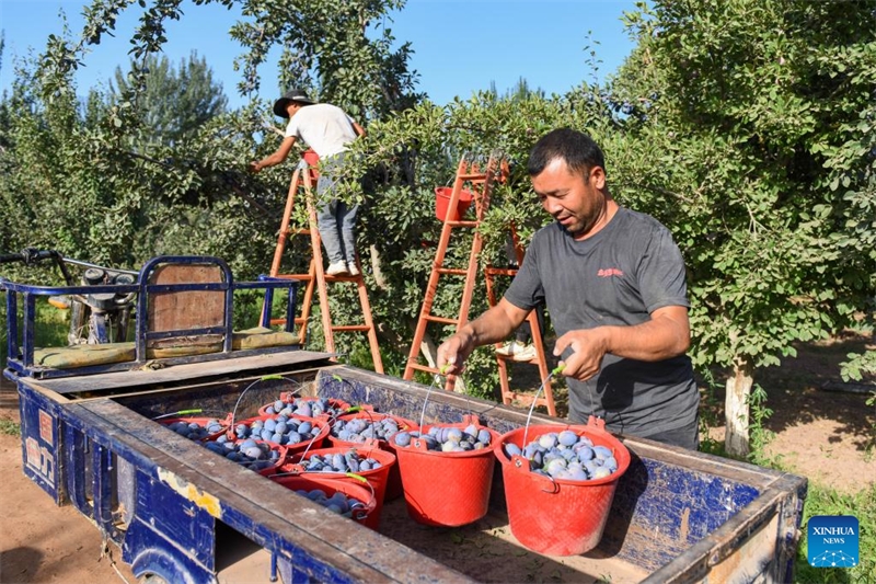 L'industrie de la prune est en plein essor au Xinjiang