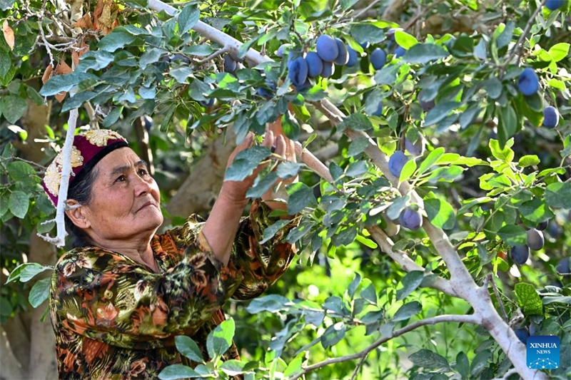 L'industrie de la prune est en plein essor au Xinjiang