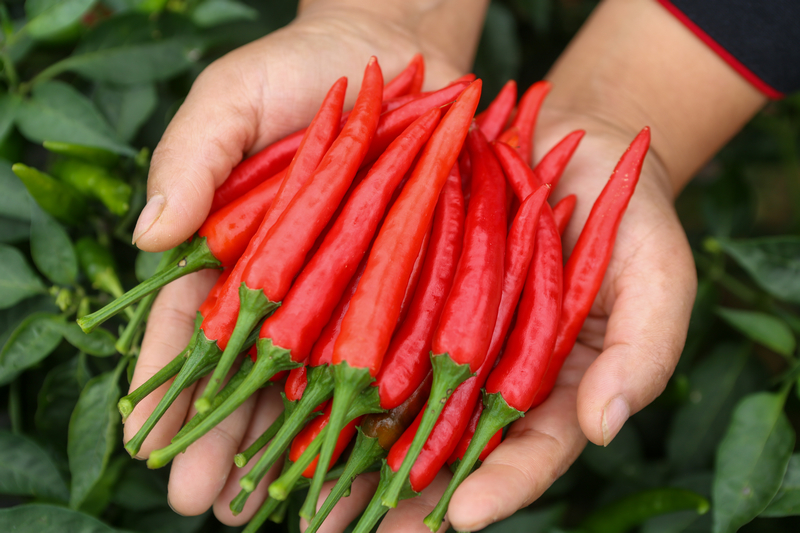 La récolte de piments bat son plein dans le sud-ouest de la Chine