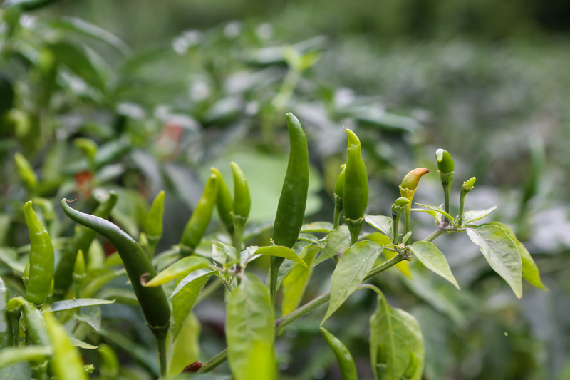 La récolte de piments bat son plein dans le sud-ouest de la Chine