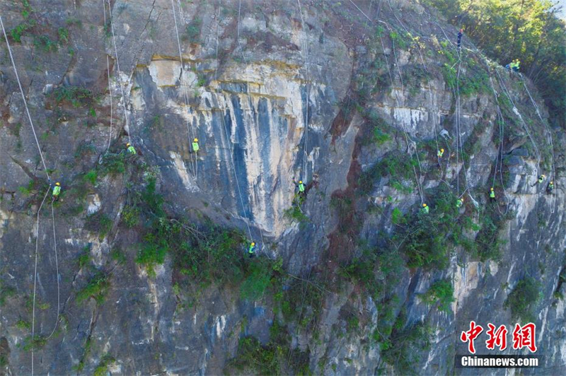 Hubei : à Zigui, les ? hommes araignées ? éliminent les dangers sur les falaises abruptes au-dessus d'une autoroute