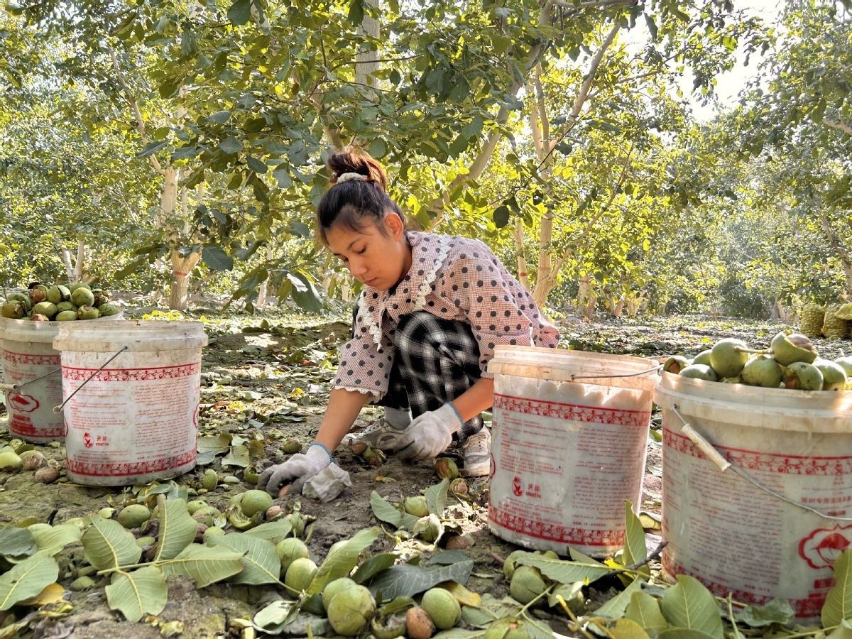 Le comté de Wensu à Aksu dans la région autonome ou?goure du Xinjiang se prépare à la récolte des noix. Les noix de Wensu sont réputées pour leur qualité supérieure. Elles sont également exportées à l'étranger, notamment en Iran et en Turquie. (Photo / China Daily)