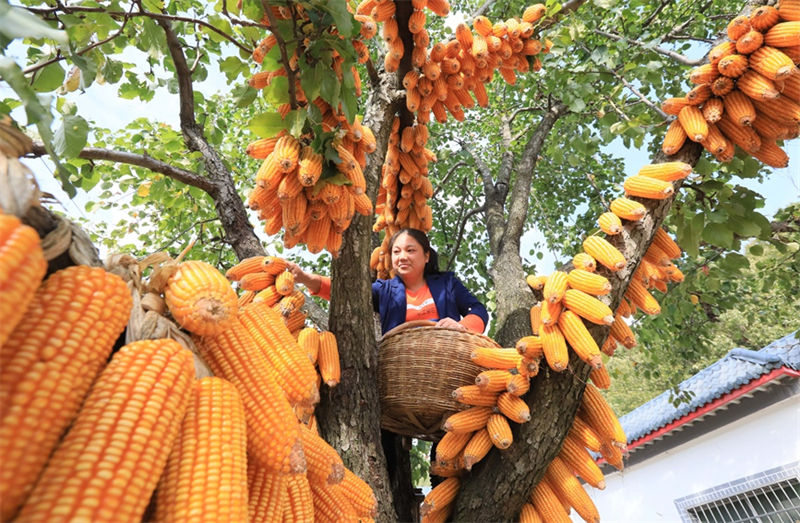 Henan : scènes de récolte dans un village de campagne du comté de Lushi en automne