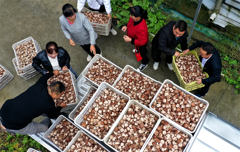 Henan : scènes de récolte dans un village de campagne du comté de Lushi en automne