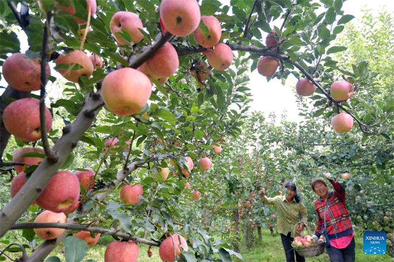 La 6e Fête des récoltes des agriculteurs chinois célébrée dans toute la Chine