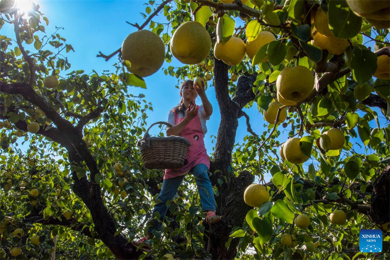 La 6e Fête des récoltes des agriculteurs chinois célébrée dans toute la Chine