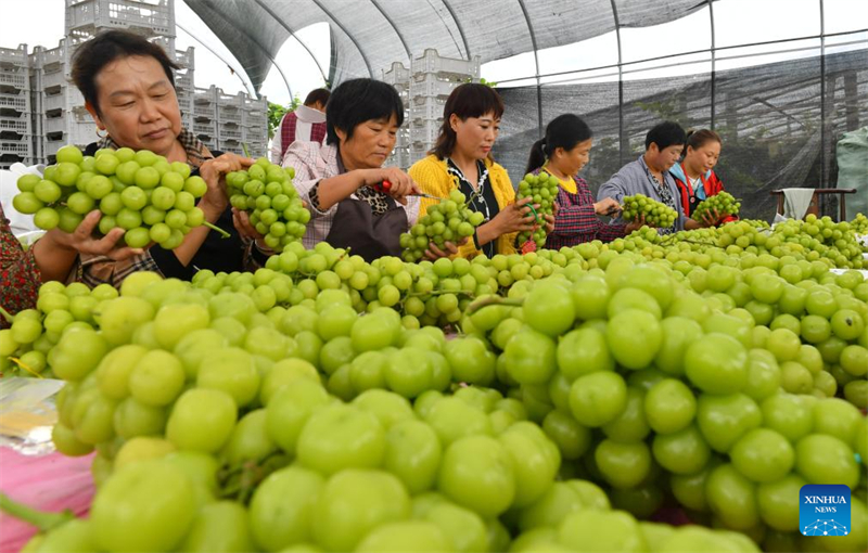 La 6e Fête des récoltes des agriculteurs chinois célébrée dans toute la Chine