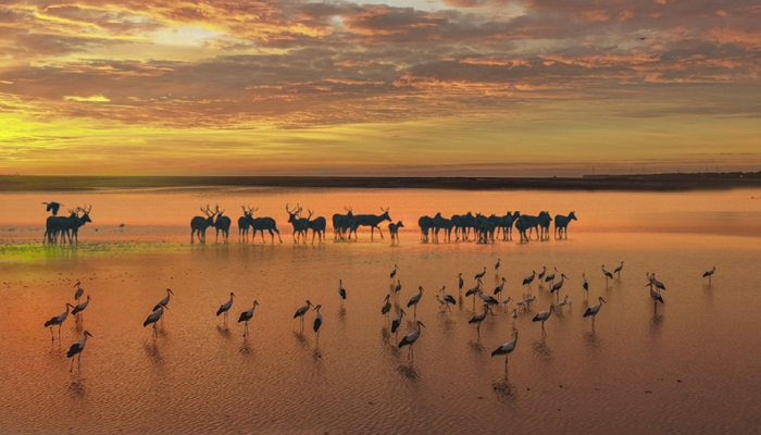 Le Marais des cerfs sauvages est maintenant un endroit pittoresque. (Département de la communication du comité de la ville de Yancheng)