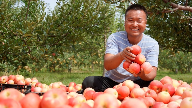 Shaanxi?: les agriculteurs occupés à la récolte des pommes à Yulin