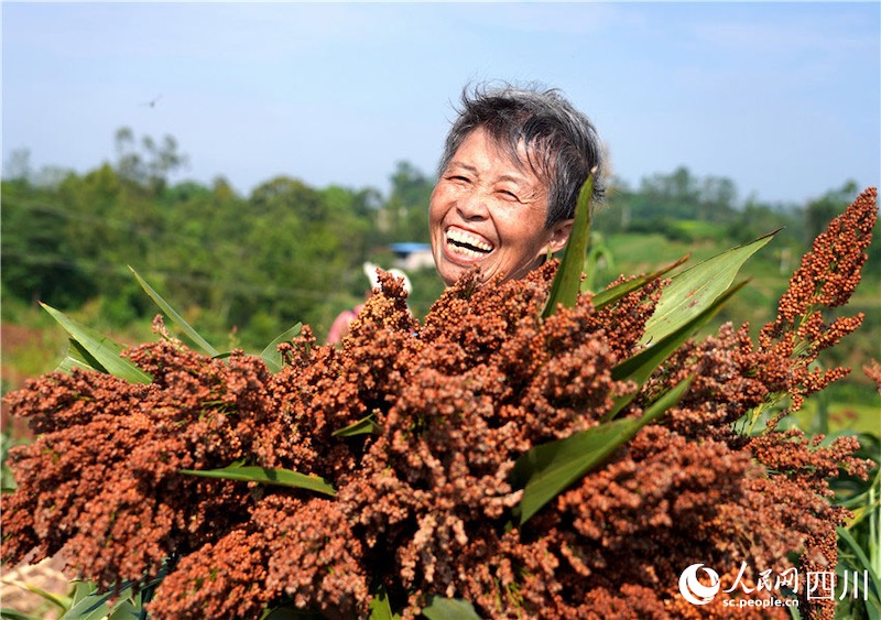 Sichuan : des visages souriants d'une récolte abondante fleurissent dans la campagne à Renshou