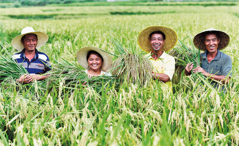 Un agriculteur guide sa communauté vers la culture du riz hybride