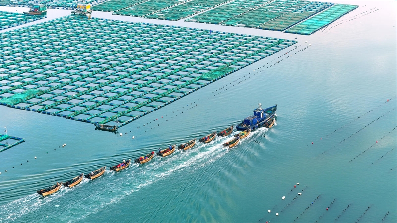 Shandong : les paturages maritimes sont en pleine activité à Rongcheng