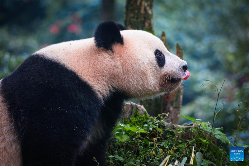 Xiang Xiang est né au zoo d'Ueno en juin 2017 de Shin Shin (femelle) et Ri Ri (male), deux pandas géants prêtés par la Chine, à qui revient la propriété des petits qu'ils mettent au monde. (Chen Juwei / Xinhua)