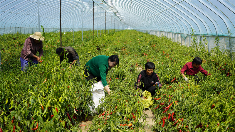 Shaanxi : les piments génèrent de la richesse pour le comté de Jingbian