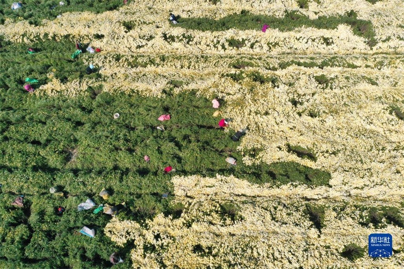 Hebei : la saison de récolte des chrysanthèmes a commencé