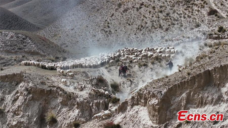 Début de la transhumance au Xinjiang