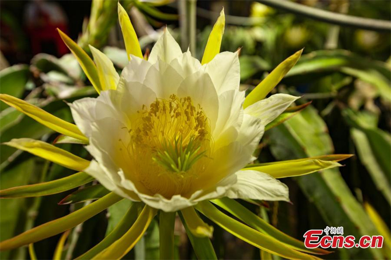 Les fleurs de fruit du dragon s'épanouissent dans la région autonome zhuang du Guangxi