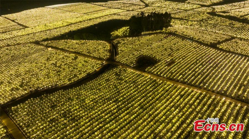 Les fleurs de fruit du dragon s'épanouissent dans la région autonome zhuang du Guangxi