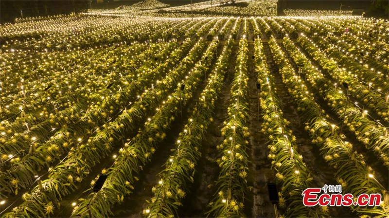 Les fleurs de fruit du dragon s'épanouissent dans la région autonome zhuang du Guangxi