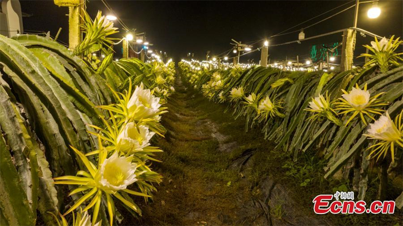 Les fleurs de fruit du dragon s'épanouissent dans la région autonome zhuang du Guangxi