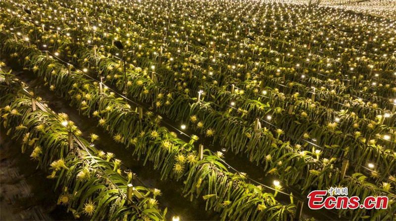 Les fleurs de fruit du dragon s'épanouissent dans la région autonome zhuang du Guangxi