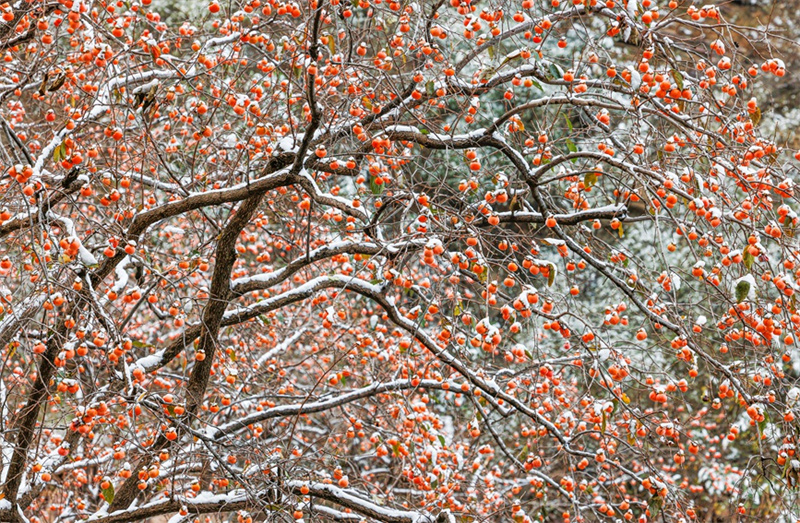 Henan : les kakis rouges ajoutent une touche de couleur à l'hiver dans les monts Taihang