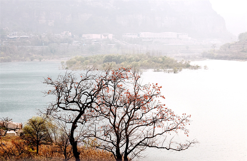 Henan : les kakis rouges ajoutent une touche de couleur à l'hiver dans les monts Taihang