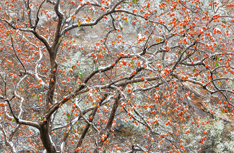 Henan : les kakis rouges ajoutent une touche de couleur à l'hiver dans les monts Taihang