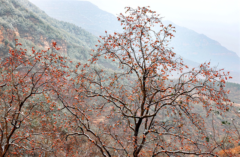 Henan : les kakis rouges ajoutent une touche de couleur à l'hiver dans les monts Taihang