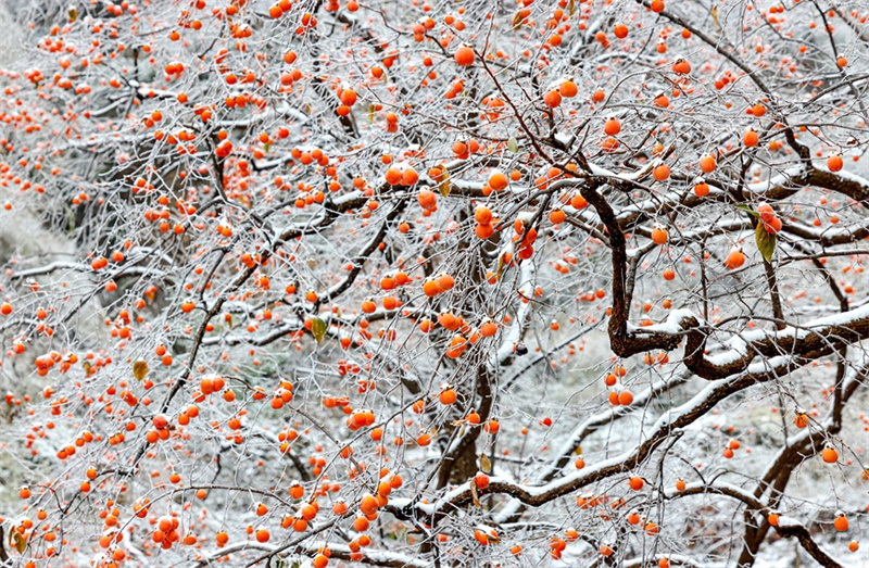 Henan : les kakis rouges ajoutent une touche de couleur à l'hiver dans les monts Taihang