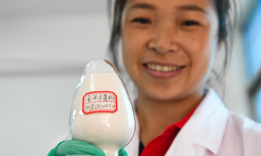 Une chercheuse montre de la poudre de manioc livrée par un centre de démonstration des techniques agricoles en République du Congo, dans un laboratoire de l'Académie chinoise des sciences agricoles tropicales à Danzhou dans la province de Hainan (sud de la Chine). (Yang Guanyu / Xinhua)