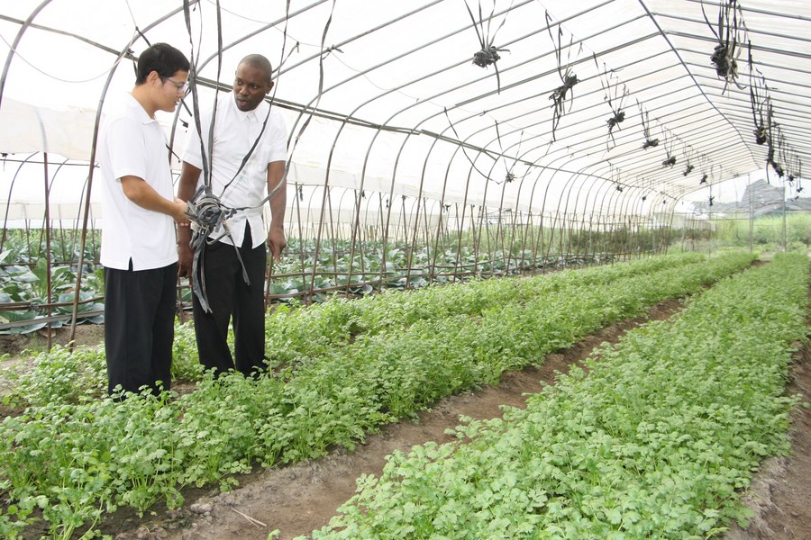 Li Keming (à gauche), expert de l'Académie chinoise des sciences agricoles tropicales, vérifie la croissance des cultures avec un collègue congolais au Centre de démonstration des techniques agricoles de Brazzaville. (Guy-Gervais Kitina / Xinhua).