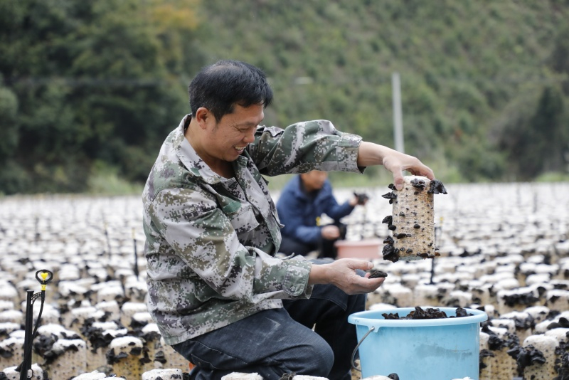 Hunan : la récolte abondante de champignons noirs