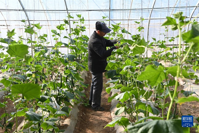 Gansu : la production et la gestion de culture légumière sous abri