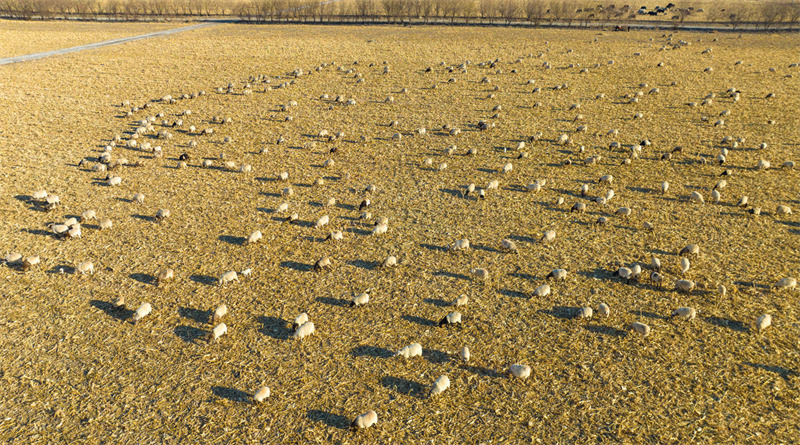 Gansu : l'affermage de la terre pour le paturage de 200 000 têtes de bétail